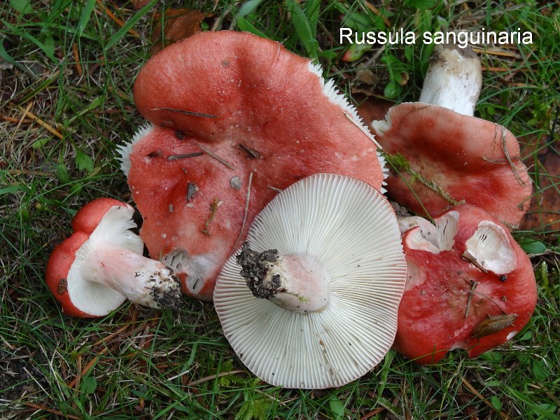 Russula sanguinea-amf1734.jpg - Russula sanguinea ; Syn1: Russula sanguinaria ; Syn2: Russula acris ; Nom français: Russule sanguine
